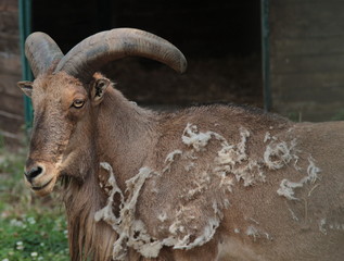 ammotragus lervia o pecora crinita