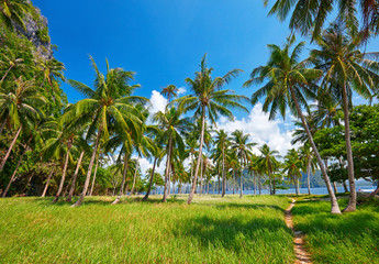 Tropical island with palm trees. Philippines