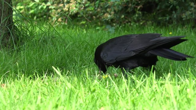Common raven eat animal food on meadow