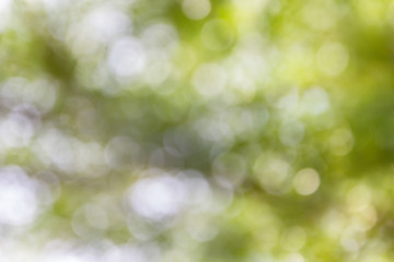 Obraz premium Dreamy soft glow romantic mood bokeh background, abstract sparkle green bokeh tree bush