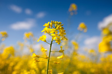 Beautiful yellow canola flower