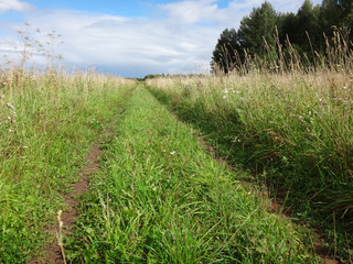 Field and grass in a beautiful autumn day