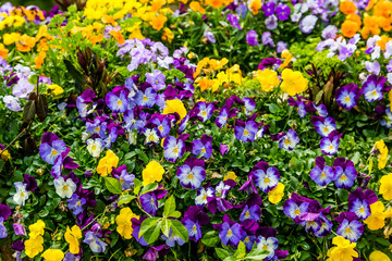 Mostly Purple Pansies