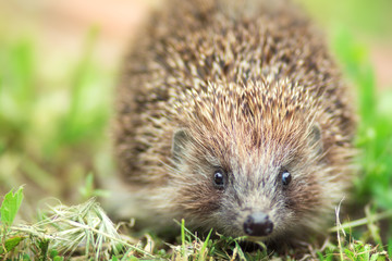 portrait of a cute spiny hedgehog