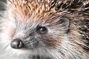 portrait of a cute spiny hedgehog