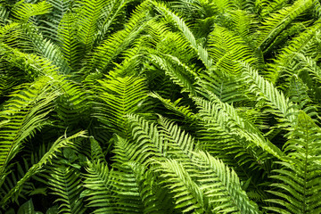 Fern Branches Park