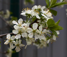 Flowering branch of wild plum .