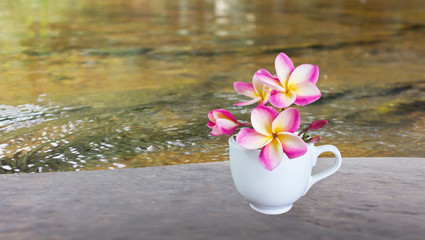 Plumeria or frangipani flower in white cup  on empty blank space