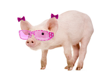 Young Pig wearing sunglasses, isolated on white © Eric Isselée