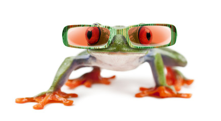 Red-eyed Treefrog, Agalychnis callidryas wearing sunglasses