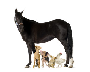 Group of farm animals isolated on white