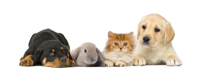 Fototapeta premium Group of young pets isolated on white