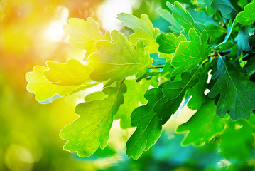 green oak leaves - obrazy, fototapety, plakaty