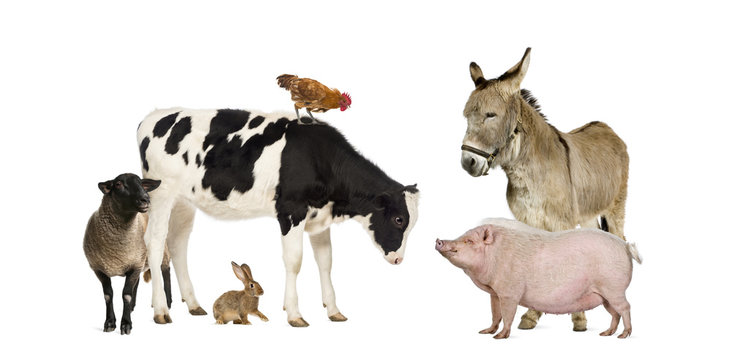 Group of farm animals isolated on white