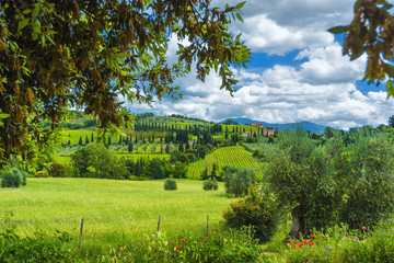 Beautiful spring landscape with vineyards and olive trees.