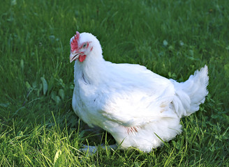 White broiler chicken