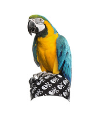 Blue-and-gold Macaw isolated on white
