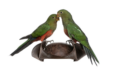 King Parrot isolated on white