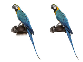 Blue-and-gold Macaw isolated on white