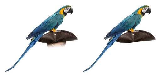 Blue-and-gold Macaw isolated on white