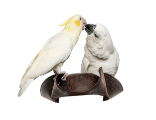 Yellow-crested Cockatoo and White Cockatoo on a pirate hat