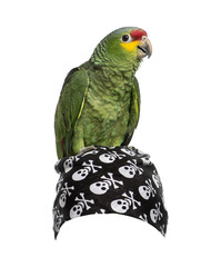 Red-lored amazon isolated on white