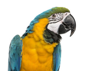 Blue-and-gold Macaw isolated on white