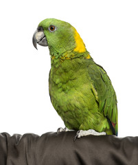 Yellow-crowned Amazon isolated on white