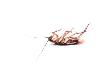 Cockroach on white  background