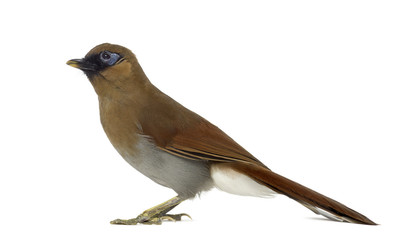 Grey Sided Laughingthrush isolated on white