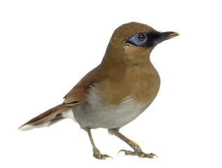 Grey Sided Laughingthrush isolated on white