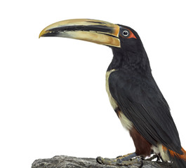 Pale Mandibled Aracari isolated on white