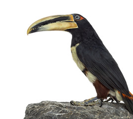 Pale Mandibled Aracari isolated on white