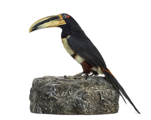 Pale Mandibled Aracari isolated on white