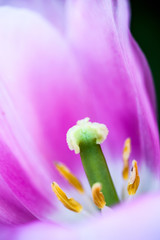 Closeup of the blooming pink tulip flower