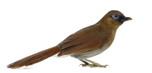Grey Sided Laughingthrush isolated on white