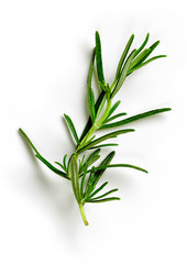 green rosemary on white background