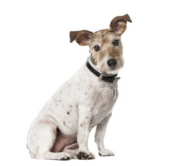 Crossbreed dog isolated on white