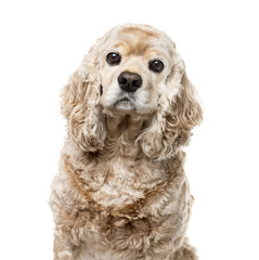 American Cocker Spaniel isolated on white