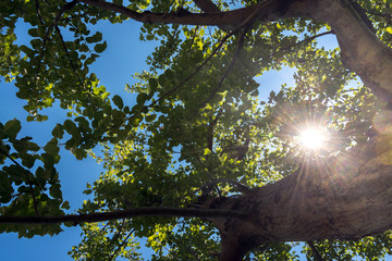 Солнечное дерево