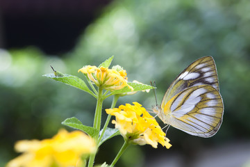 Butterfly in spring.