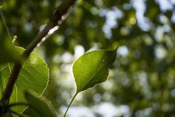 Poplar leaf