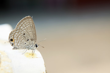 Holly blue in spring.