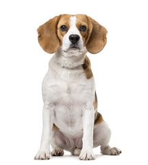 Beagle isolated on white