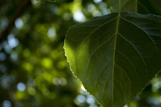 Poplar Leaf