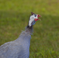 Loud bird