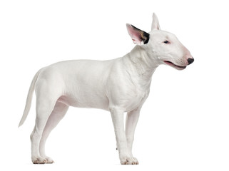 Bull Terrier isolated on white - obrazy, fototapety, plakaty