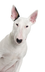 Bull Terrier isolated on white
