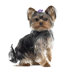 Yorkshire Terrier isolated on white