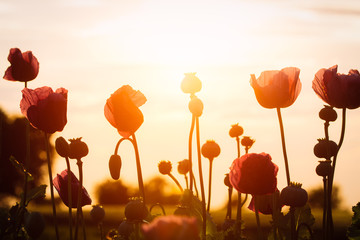 Fototapeta na wymiar Poppies at sunset